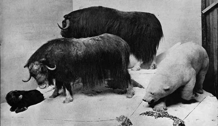 gerrardmuskoxen[1].JPG